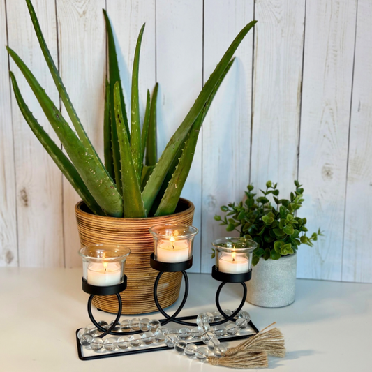 Aloe & Agave | Tea Lights