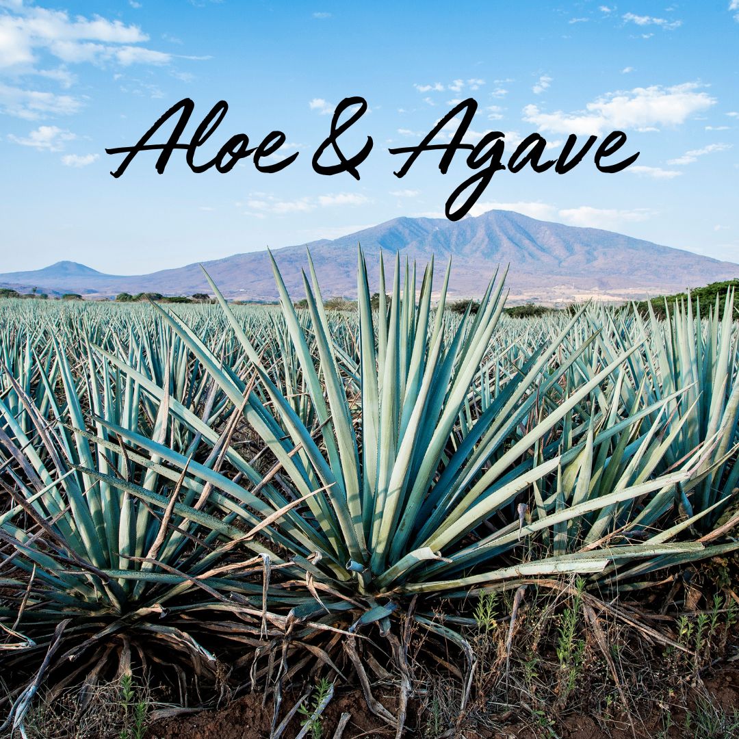 Aloe & Agave Soy Wax Tea Light - Ruby Creek Candle Co.