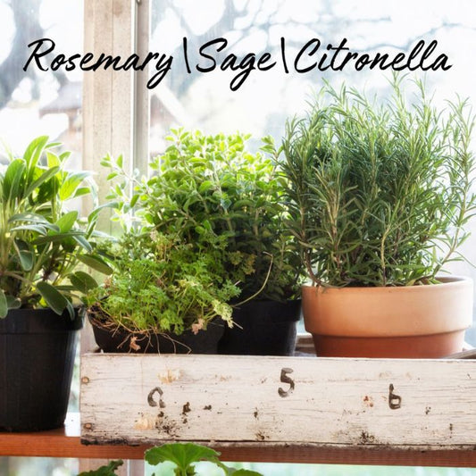 Rosemary|Sage and Citronella Soy Wax Candle - Ruby Creek Candle Co.