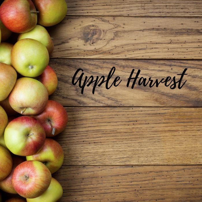 Harvest Apple Soy Wax Candle