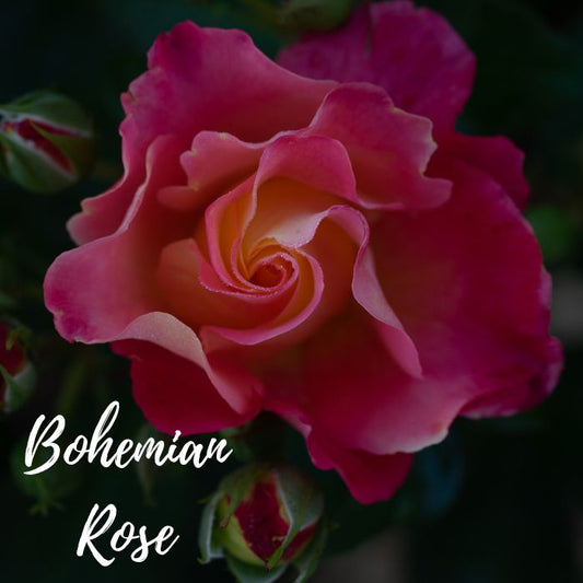 Bohemian Rose Car Diffuser