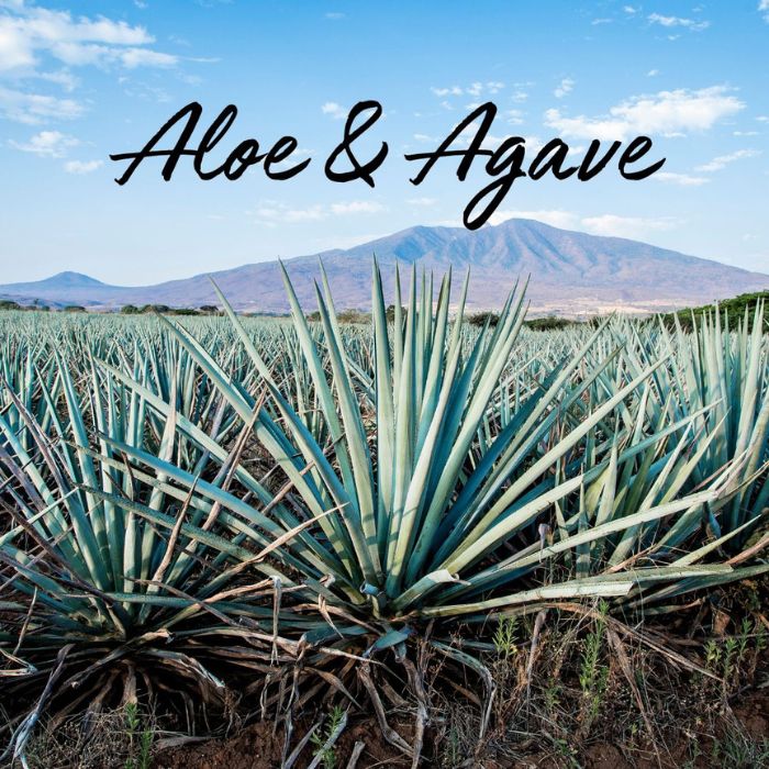 Aloe & Agave Soy Wax Melt