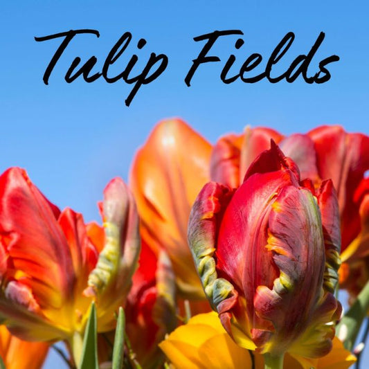 Tulip Fields Soy Wax Candle