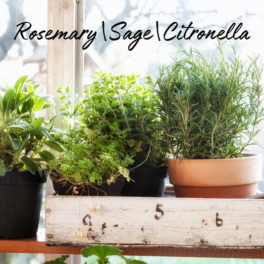 Rosemary|Sage & Citronella Soy Wax Tea Light